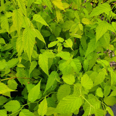 Керрия японская (Kerria japonica), C2-C35